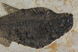 Huge, Fossil Fish (Diplomystus) - Green River Formation #144222-3